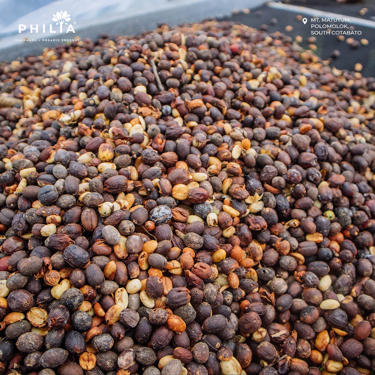 Wild Civet Coffee - Mt. Matutum, South Cotabato