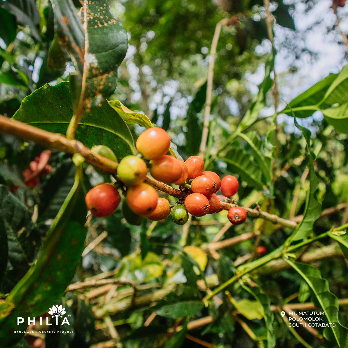 Wild Civet Coffee - Mt. Matutum, South Cotabato