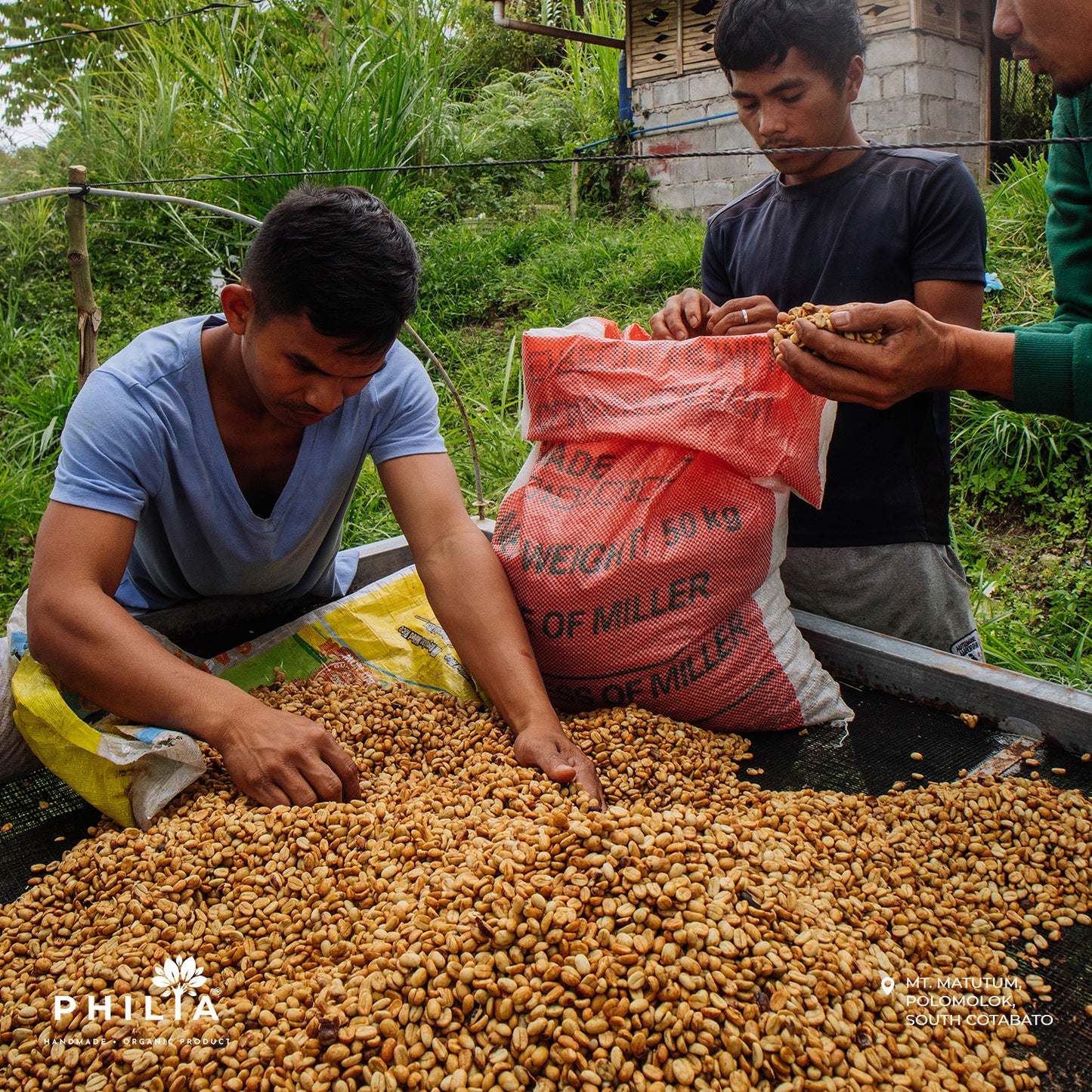 Wild Civet Coffee - Mt. Matutum, South Cotabato