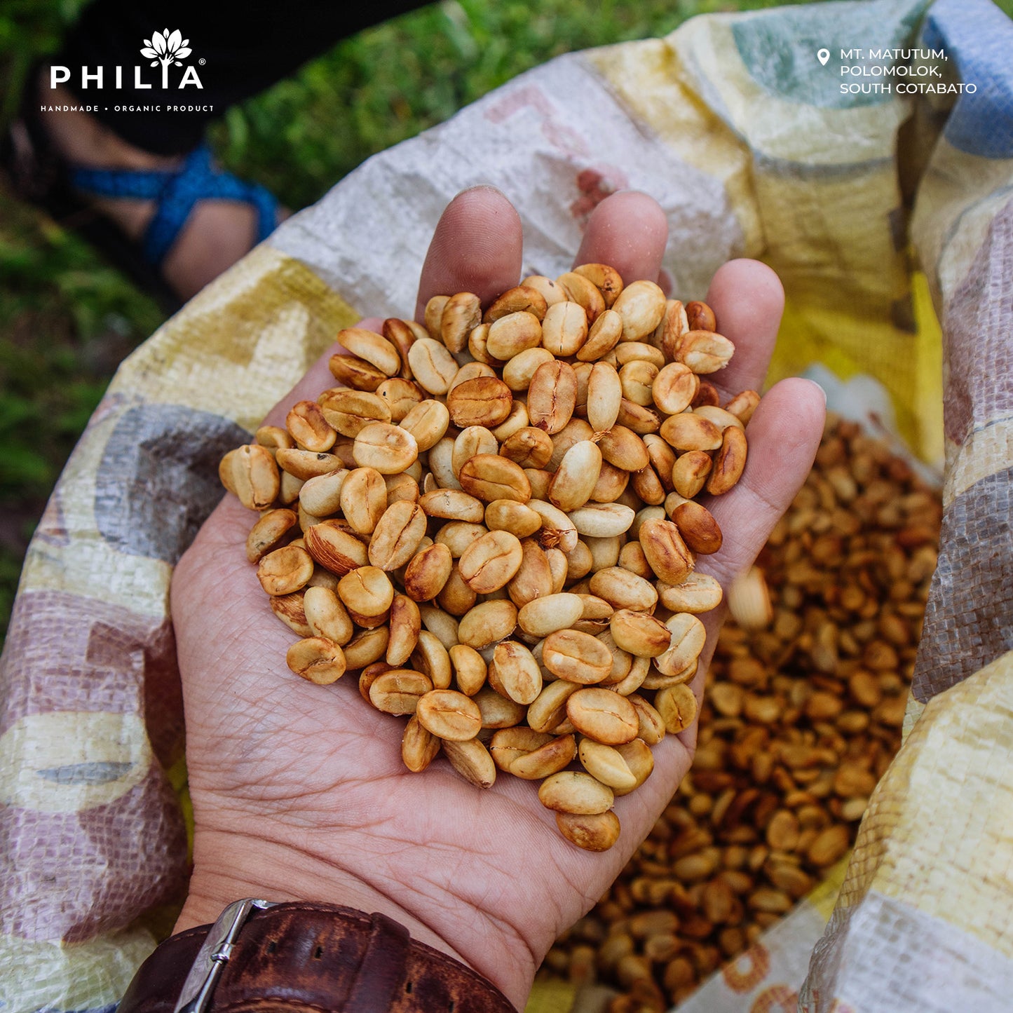 Wild Civet Coffee - Mt. Matutum, South Cotabato