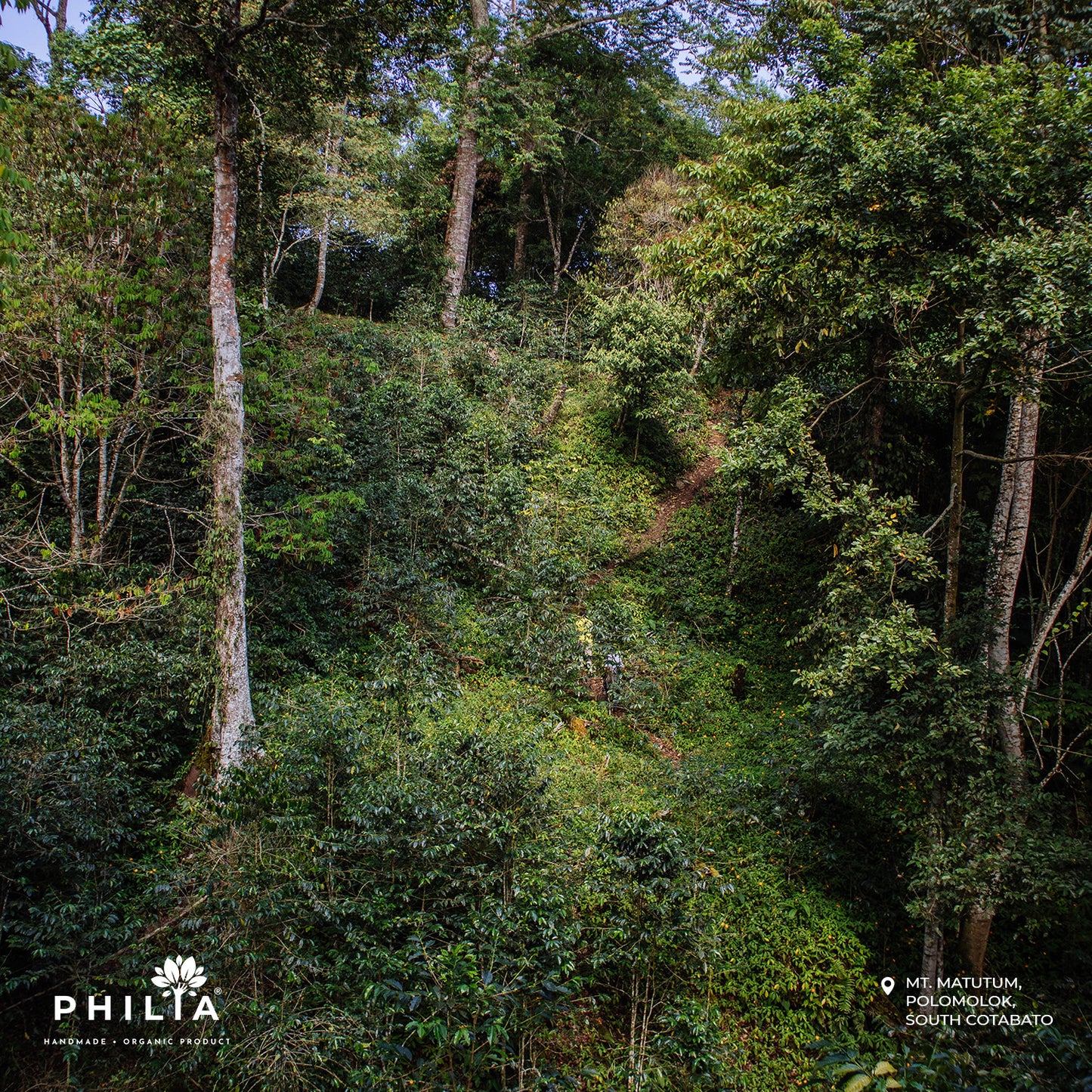 Wild Civet Coffee - Mt. Matutum, South Cotabato
